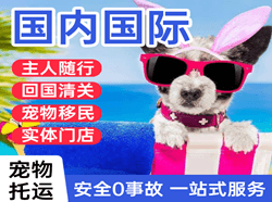 河池金城江国际宠物托运 【国